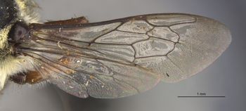 Media type: image;   Entomology 15706 Aspect: wing